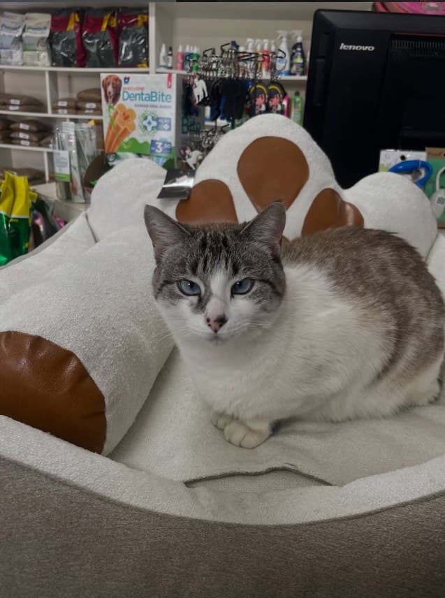 Mima, a gata mascote da loja